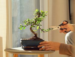Become an expert in the cultivation of bonsai