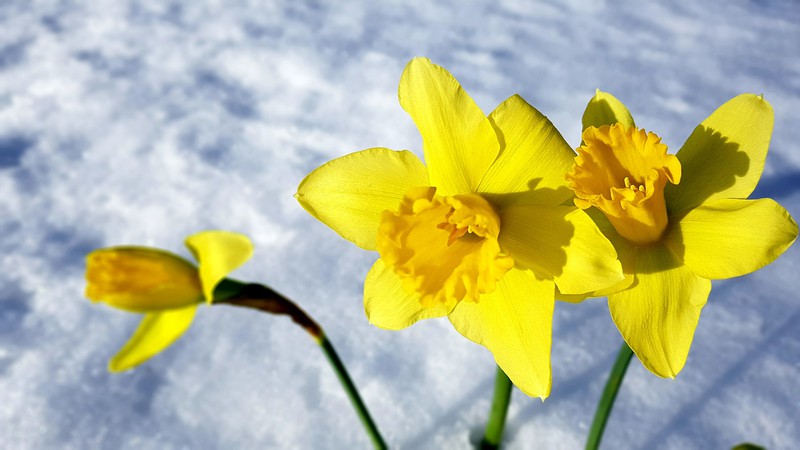 Die besten Winterblumen für draußen