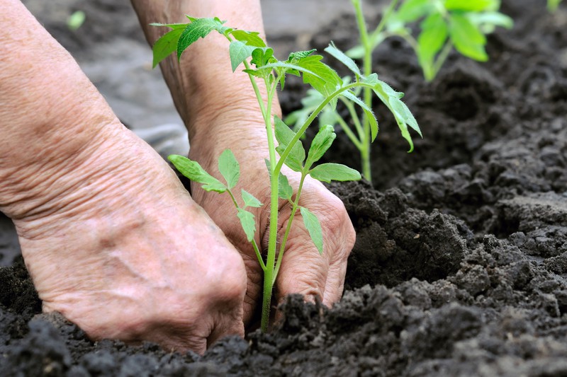 Técnicas de transplante de plantas