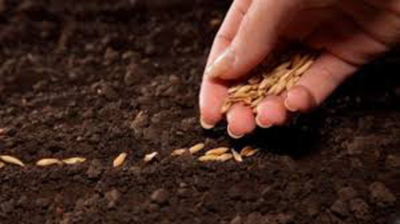 Planta tu semilla en función de la estación que corresponda