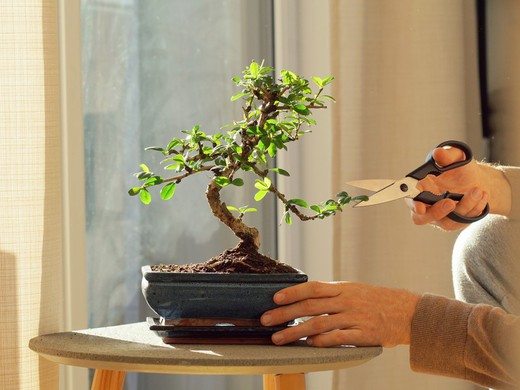 Become an expert in the cultivation of bonsai