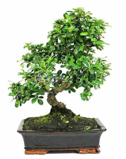 Bonsai Carmona microphylla