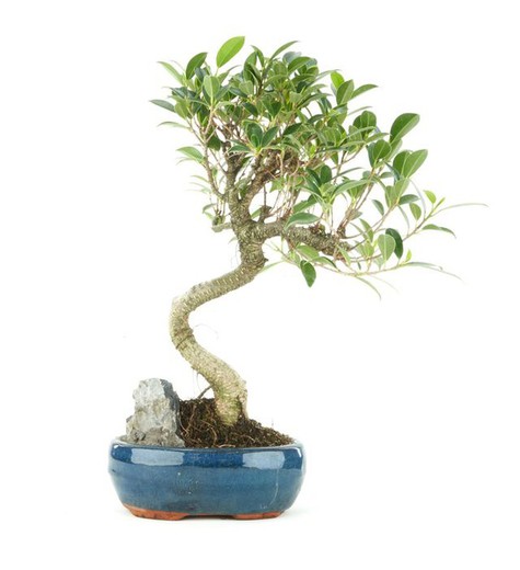 Bonsai Ficus retusa