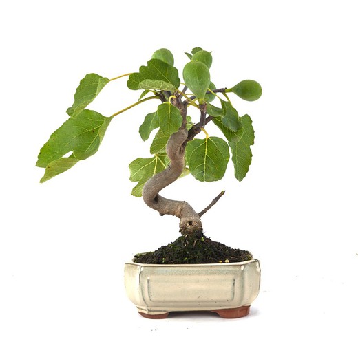 Bonsai Ficus retusa