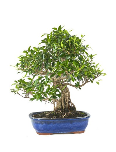 Acquistare Bonsai Ficus retusa 21 anni- Un bonsai resistente - Be