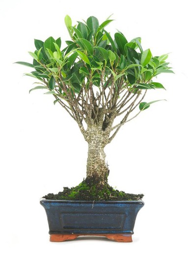 Bonsai Ficus retusa — Brycus