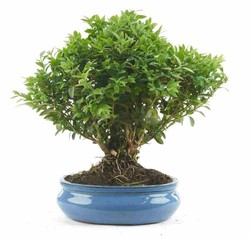 Bonsai Buxus Harlandii (buxo)