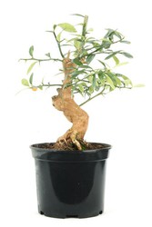 Bonsai Citrus Kinzu (laranja)