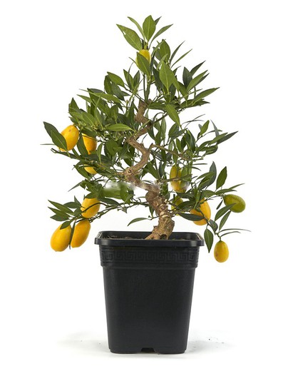 Bonsaï Citrus llimencuat (Naranjo)