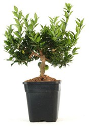 Bonsai Citrus myrtifolia (Orange)