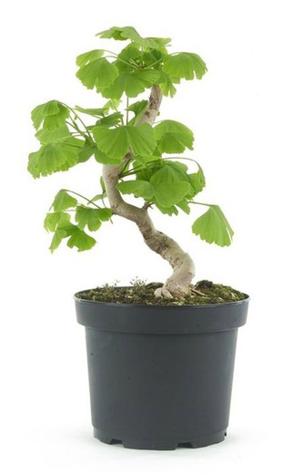 Bonsai Ginkgo biloba