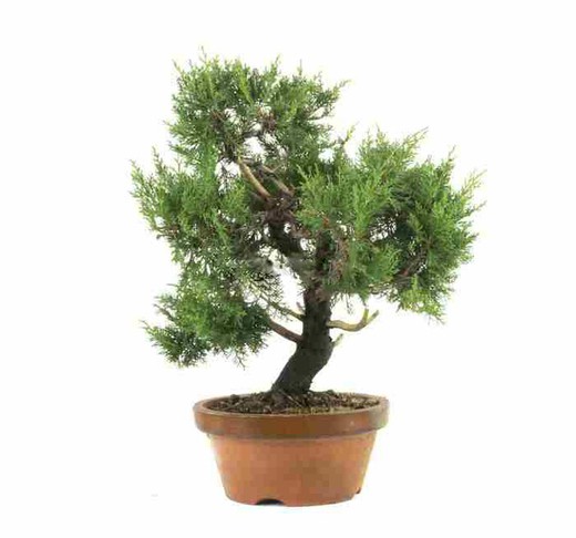 Bonsai Juniperus chinensis (Ginepro)