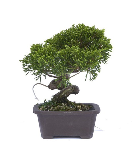 Bonsaï Juniperus chinensis (Genévrier)