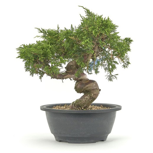 Bonsai Juniperus chinensis itoigawa (enbär)