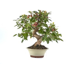 Bonsai Malus (Appelboom)