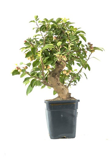 Bonsai Malus (Apple Tree)