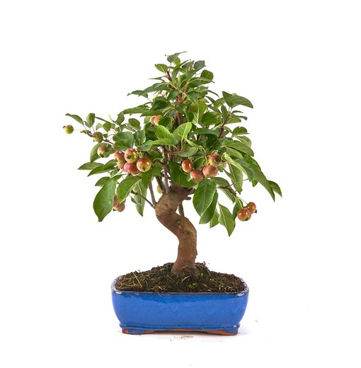 Bonsai Malus (Apfelbaum)