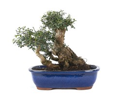 Bonsai Olea europaea sylvestris (oliv)
