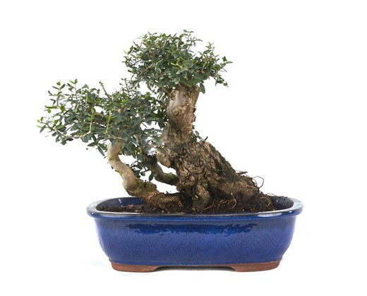 Bonsai Olea europaea sylvestris (oliven)