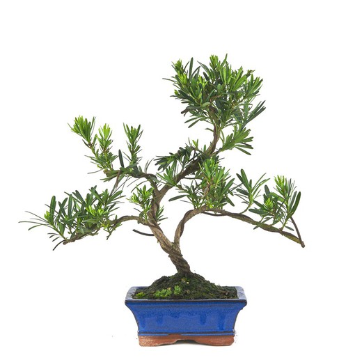 Bonsai Podocarpus (Podocarpus - buddhistisk fyr)
