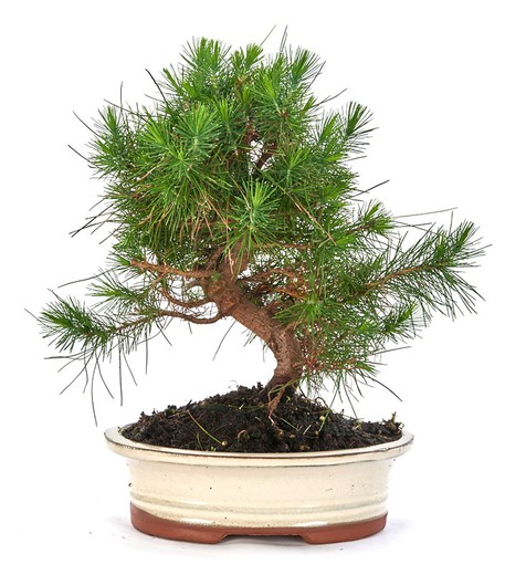 Bonsai og Prebonsai Pinus halepensis (hvid fyr)
