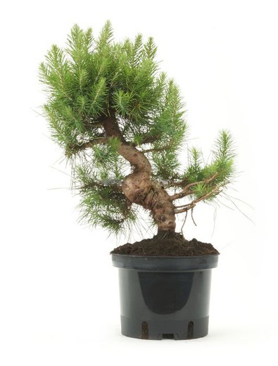 Acquistare Bonsai 10 anni Pinus halepensis - Un pino in miniatura 