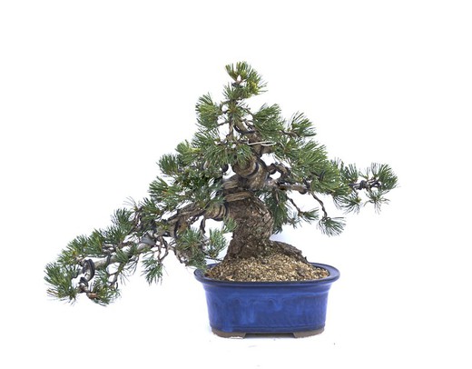Bonsai Pinus pentaphylla (sosna)