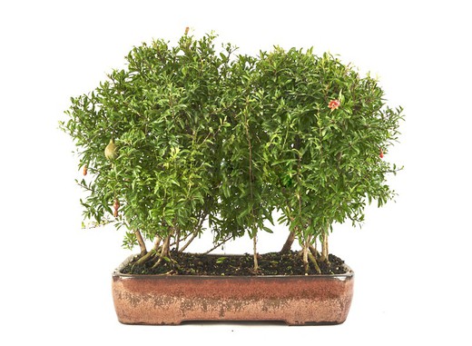 Bonsai Punica granatum (Granatæble)