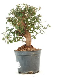 Bonsai Quercus (Quercia)