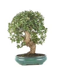 Bonsai Quercus suber (dąb)