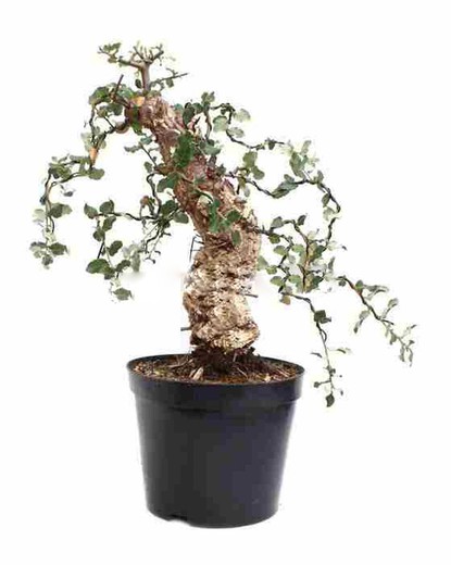 Quercia o Quercus Bonsai - Consigli utili sulla coltivazione - Vivaio  Ranieri