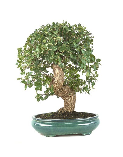 Bonsai Quercus suber (carvalho)