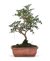 Bonsai en Prebonsai Pistacia lentiscus (mastiek)