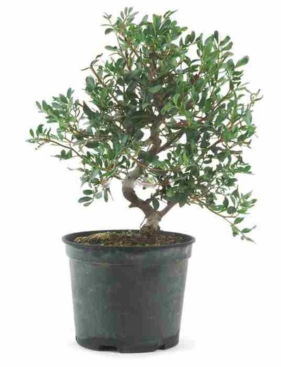 Bonsai e Prebonsai Pistacia lentiscus (Mastic)