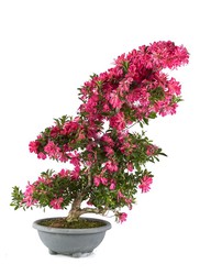 Bonsai Rhododendron indicum (Azalea)