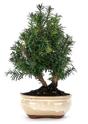 Bonsai Taxus media (barlind)