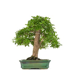 Bonsai and Pre-Bonsai Ligustrum sp (Privet)