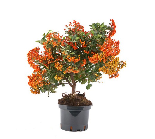 Bonsai e Prebonsai Pyracantha coccinea (Firethorn)