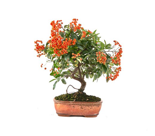 Bonsai e Prebonsai Pyracantha coccinea (Firethorn)