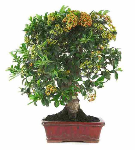 Immagini Stock - Potatura Bonsai Accessori Fatti A Mano Strumenti