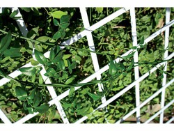 Catral estensibile lattice pvc verde / Export bianco