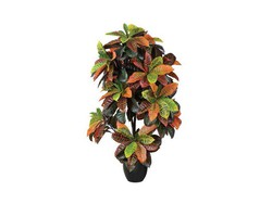 Croton 140 cm