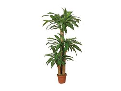 Dracena 145 cm