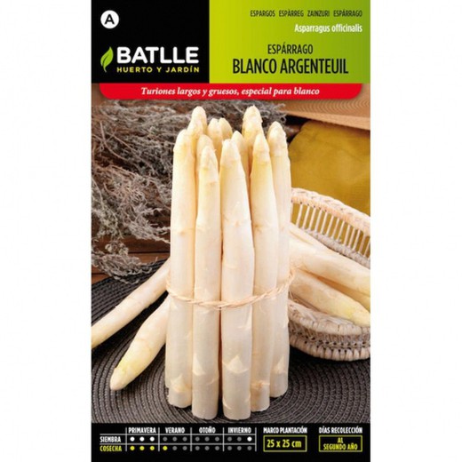 Asperges Blanches ARGENTEUIL