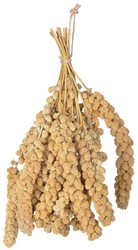 Fox tail millet