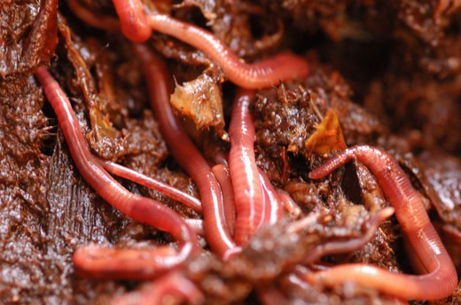 Californian Red Earthworm (Eisenia foetida) Recicluc