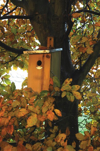 Nest box observation