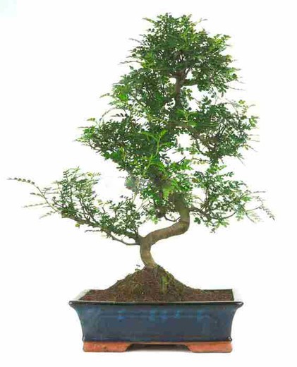 Bonsai Zanthoxylum piperitum (japansk peppar)