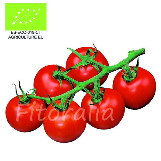 Plantón ecológico de Tomate Cherry Redondo maceta 10,5 cm de diámetro 