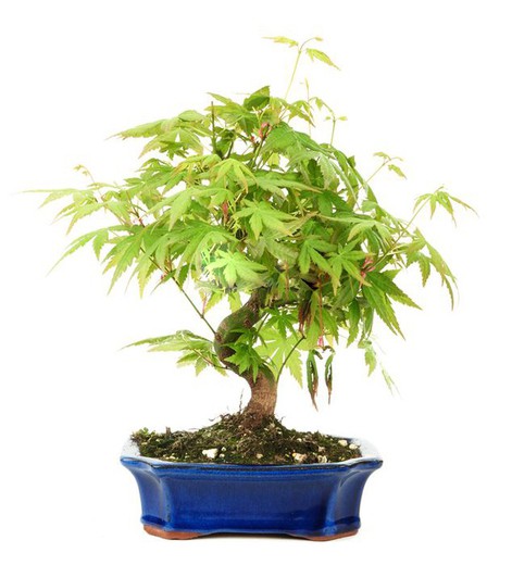 Prebonsai och Bonsai Acer palmatum (japansk lönn)